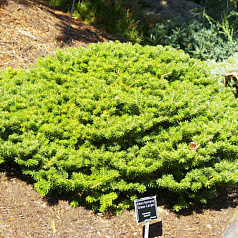 Пихта корейская 'Грин Карпет'