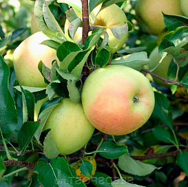 Яблоня карликовая 'Осеннее низкорослое'