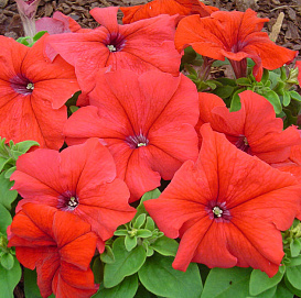 Петуния (сурфиния) гибридная 'Браво Ред' (красная)