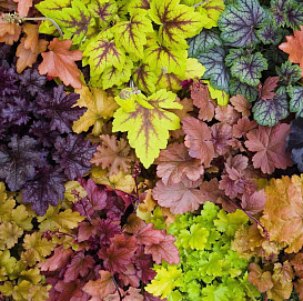 Гейхера гибридная