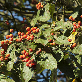 Рябина промежуточная (скандинавская)