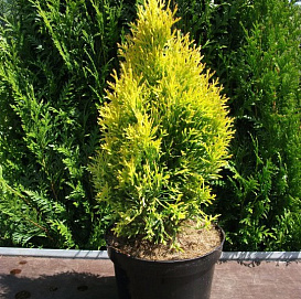 Туя западная 'Голден Смарагд'