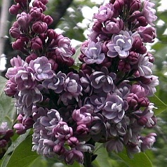 Сирень обыкновенная 'Дюк де Масса' (фиолетово - лиловая)