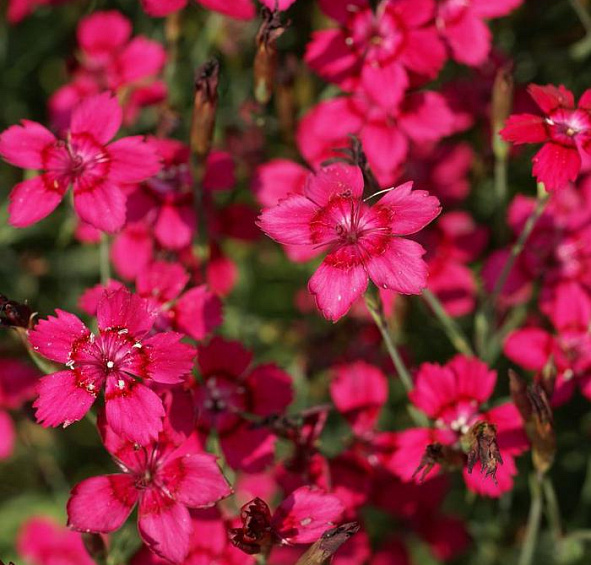 Гвоздика травянка 'Конфетти Ред' (красная)