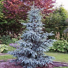 Ель Энгельмана 'Глаука'