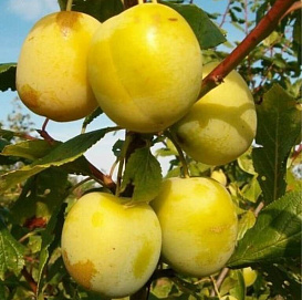 Слива 'Россошанская желтая'