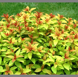 Спирея японская 'Грин энд Голд'