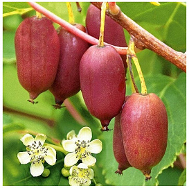 Актинидия Аргута 'Пурпурная Садовая'