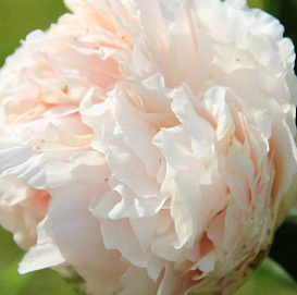 Пион травянистый 'Соланж'