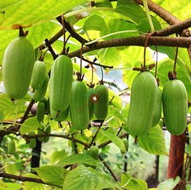 Актинидия коломикта 'Сладкая палочка'