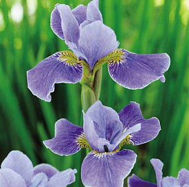Ирис сибирский 'Сильвер Эйдж'