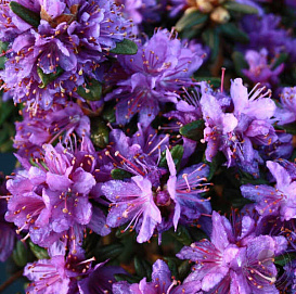 Рододендрон гибридный 'Пурпл пиллоу' (фиолетовый)