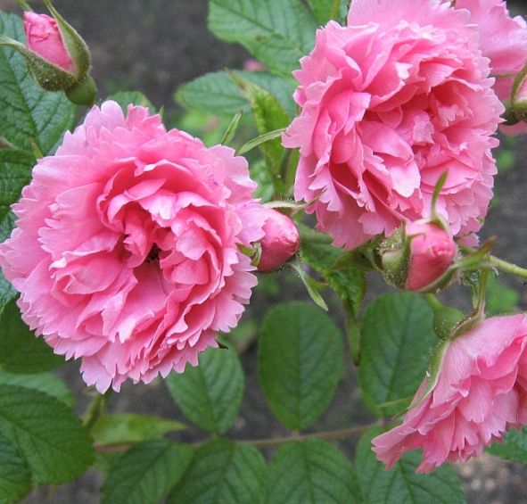 Роза 'Пинк Гротендорст' (парковая) (розовая)