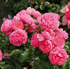 Роза 'Моин Моин' (флорибунда) (розовая)