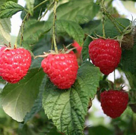 Малина 'Зюган' (ремонтантная)