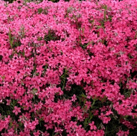 Флокс шиловидный 'Атропурпуреа'