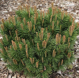 Сосна горная 'Гнездо'