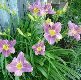 Лилейник гибридный 'Прейри Блу Айс'