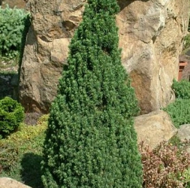 Ель сизая (канадская, белая) 'Коника Десембер'