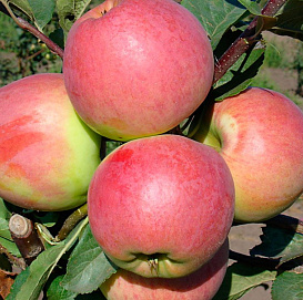 Яблоня домашняя 'Успенское'