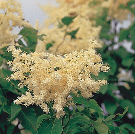 Сирень сетчатая (Трескун японский)