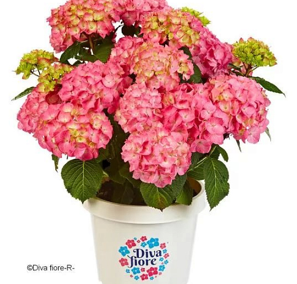 Гортензия крупнолистная 'Дива Фиоре' 