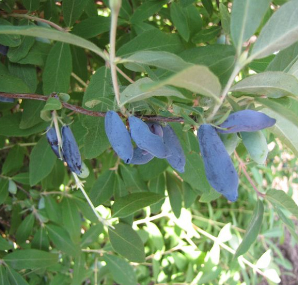 Жимолость съедобная 'Васюганская'