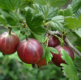 Крыжовник 'Русский красный'