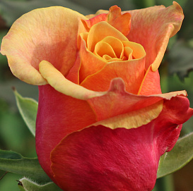 Роза Черри Бренди (Cherry Brandy)