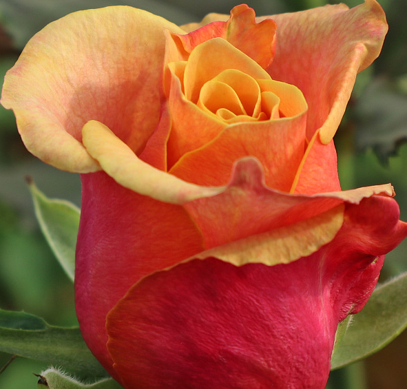 Роза Черри Бренди (Cherry Brandy)