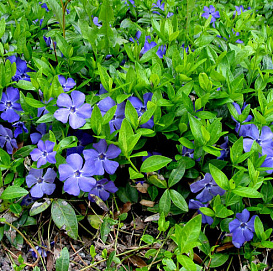 Барвинок малый