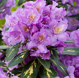 Рододендрон гибридный 'Голдфлиммер' (фиолетовый светлый)