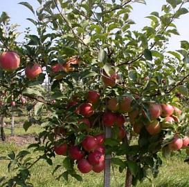 Яблоня карликовая 'Братчуд'