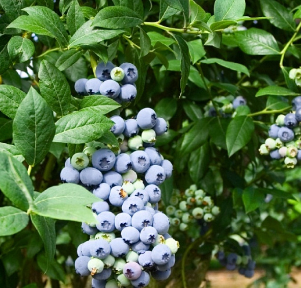 Голубика высокорослая 'Нортланд'