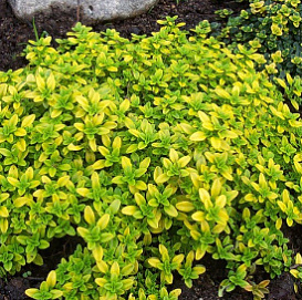 Тимьян лимоннопахнущий 'Арчерс Голд'