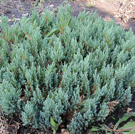 Можжевельник горизонтальный 'Блу Форест'