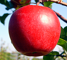 Яблоня домашняя 'Лигол'