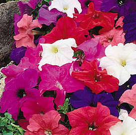 Петуния (сурфиния) гибридная 'Из Ридер' (смесь)
