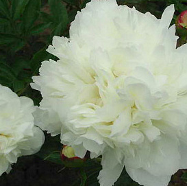 Пион молочноцветковый 'Айсберг' (белый)