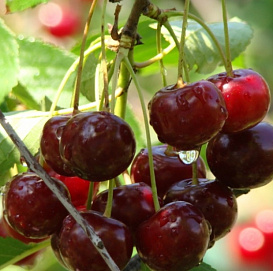 Вишня обыкновенная 'Комсомольская' (Прима)