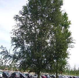 Тополь Симона