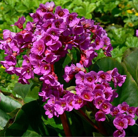 Бадан гибридный 'Абендглут'