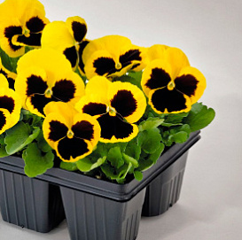 Виола Виттрока 'Инспайр Йеллоу Блоч Плюс' (желтая с темным глазком)