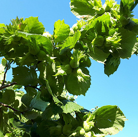 Фундук 'Черкесский'