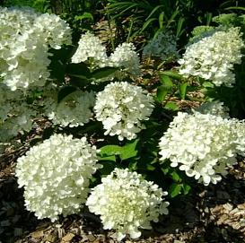 Гортензия метельчатая 'Бомбшел'