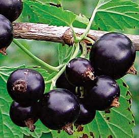 Смородина черная 'Деликатес'