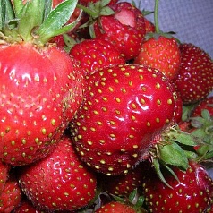 Земляника (клубника) 'Московский деликатес'