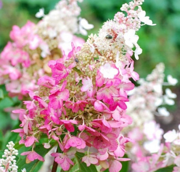 Гортензия метельчатая 'Конфетти'