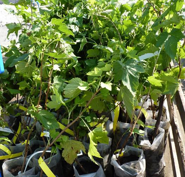 Смородина черная 'Дачница'