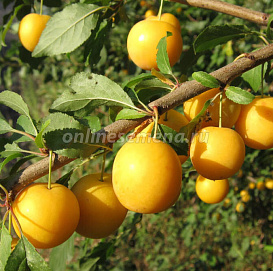 Слива 'Восход'